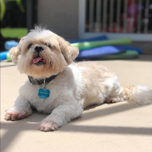 Meet your Posher, Lemor - Picture 1 of 1